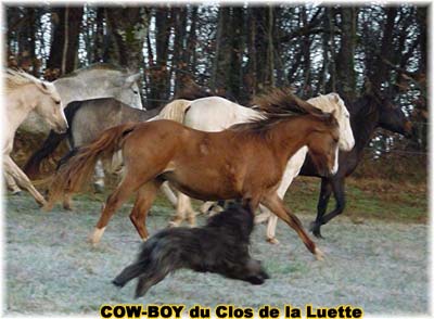 le bouvier des flandres et le cheval - Elevage du CLOS DE LA LUETTE - COPYRIGHT DEPOSE